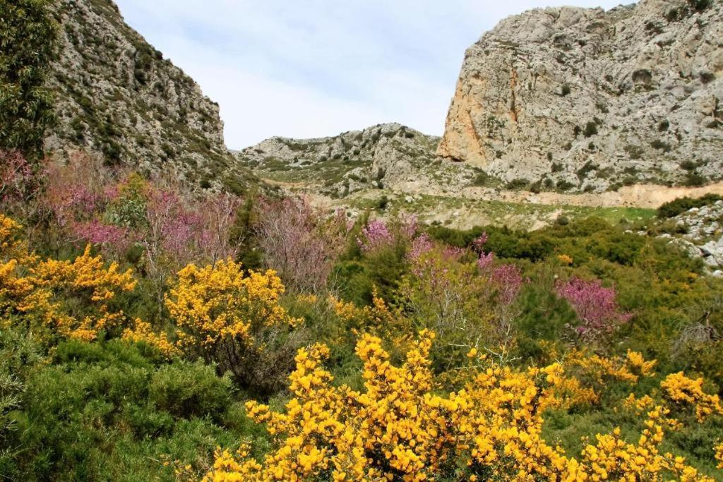 Alexander Mountain 3*