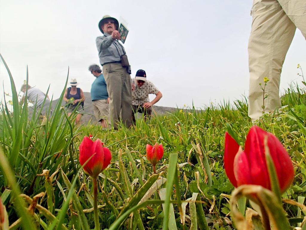 Alexander Mountain Yerakárion